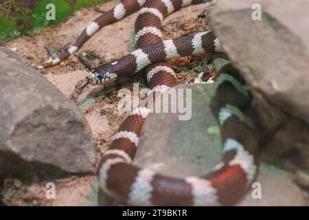 Serpent royal, Lampropeltis, un genre de serpents non venimeux de la famille des Serpentidae, dans un terrarium gros plan. Animal rare nord-américain. Banque D'Images