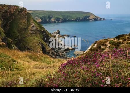 Heather sur la lande au-dessus des falaises de Hell's Mouth, Cornouailles, Angleterre Banque D'Images