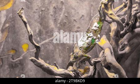 Caméléon yéménite, Chamaeleo calyptratus, lézard caméléon coloré sur un gros plan de branche sèche. Animal rare sud-américain. Banque D'Images