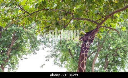 Girafe, Giraffa camelopardalis, mammifère artiodactyle, animal africain mange des feuilles d'un arbre. Dans le parc national à la ligne d'alimentation. Banque D'Images