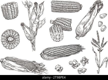 Maïs sucré tiré à la main. Gravure de plantes de maïs, épis de maïs et croquis popcorn ensemble d'illustrations vectorielles isolées Illustration de Vecteur