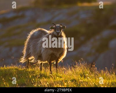 Vue des moutons debout sur la prairie Banque D'Images