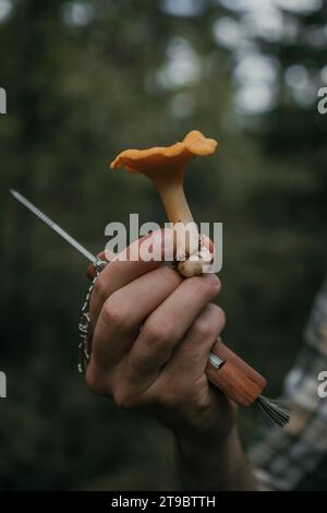 Main cultivée tenant un champignon fraîchement récolté Banque D'Images