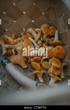 Vue à angle élevé des champignons Chanterelle fraîchement récoltés dans un panier en osier Banque D'Images