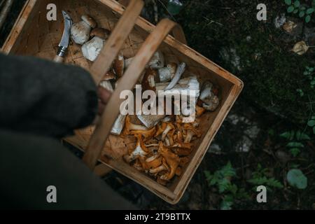 Panier en osier de transport de main coupée avec des champignons comestibles Banque D'Images