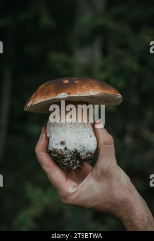 Main cultivée tenant le champignon porcini fraîchement récolté Banque D'Images