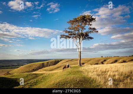 Deux personnes regardant vers la vue, sous le seul hêtre au sommet de Roundway Hill, près de Devizes dans le Wiltshire Banque D'Images