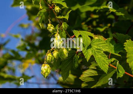 Les cônes de houblon poussent sur la tige de la plante. Banque D'Images