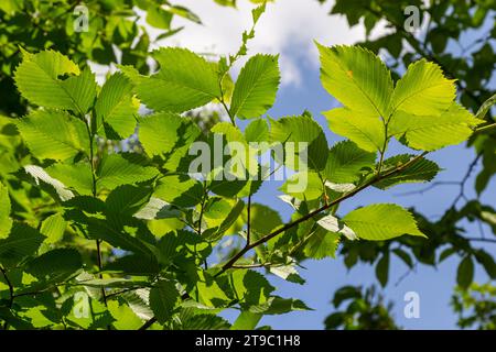 Feuille de charme au soleil. Branche de charme avec feuilles vertes fraîches. Magnifique fond vert naturel. Lames de ressort. Banque D'Images