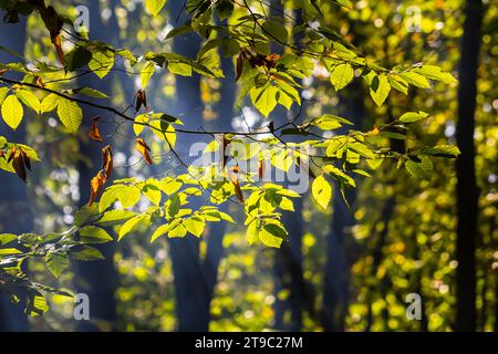 Feuilles vertes de Hornbeam vues de dessous l'arbre en été. Banque D'Images