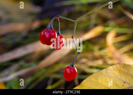 Baies rouges de l'ombre de nuit boisée, également connu sous le nom de doux-amer, Solanum dulcamara vu en août. Banque D'Images