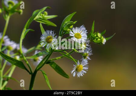 Erigeron annuus connu sous le nom de fleabane annuelle, fleabane de Marguerite, ou fleabane de Marguerite orientale. Banque D'Images