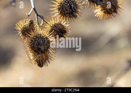 Arctium lappa, têtes de graines sèches de moindre erdock. Arctium moins, automne dans la prairie avec des fleurs séchées terdock, communément appelé plus grand terrier, comestible Banque D'Images