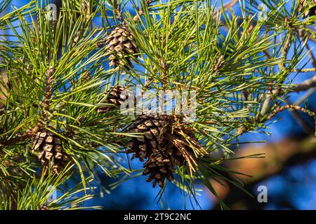 Gros plan sur une jolie pomme de pin suspendue à sa branche et entourée de ses épines vertes. Pomme de pin, épines de pin, branche de pin et ciel bleu. Banque D'Images