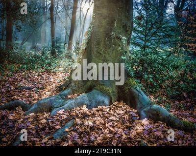 Paysage automnal atmosphérique Moody avec la lumière du soleil coulant à travers une forêt boisée avec un grand arbre mystérieux au premier plan Banque D'Images