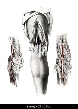 Medizin, menschliche Anatomie, das Kreislaufsystem, Blutkreislauf : Schnitt durch die Rückseite des Beins, mit Arterien und Venen in rot und blau dargestellt. Kolorierte Lithographie von J. Maclise, 1841/1844, Historisch, digital restaurierte Reproduktion von einer Vorlage aus dem 19. Jahrhundert / médecine, anatomie humaine, système circulatoire, circulation sanguine : coupe à travers l'arrière de la jambe, avec artères et veines indiquées en rouge et bleu. Lithographie colorée de J. Maclise, 1841/1844, reproduction historique restaurée numériquement à partir d'un original du 19e siècle Banque D'Images