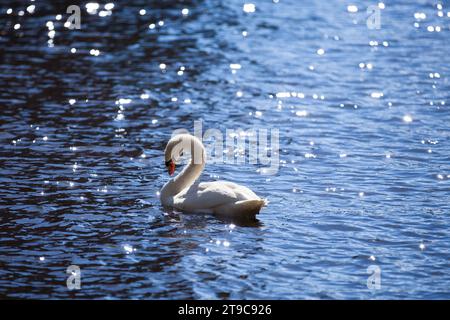 Cygne blanc sur un lac bleu étincelant à la mi-septembre Banque D'Images