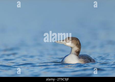 Loon commun (Gavia immer) migrant vers l'Allemagne/Rhénanie-Palatinat Banque D'Images