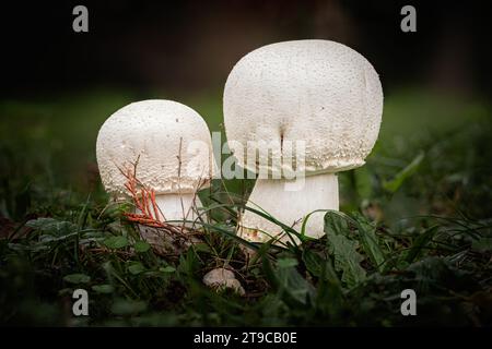 Deux champignons à cheval, une espèce d'Agaricus, poussant à travers la moisissure des feuilles d'un sol forestier dans la région de Dordogne en France Banque D'Images