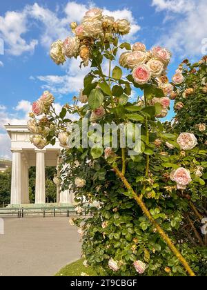 Fleurs d'amour : un buisson luxuriant de roses rayonnantes, où chaque pétale murmure des histoires de beauté et de romance. Banque D'Images