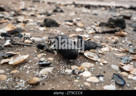 De minuscules coquillages dispersés sur le rivage, chacun un chef-d'œuvre de l'art de la mer, nous rappelant les vastes merveilles qui attendent d'être explorées. Banque D'Images