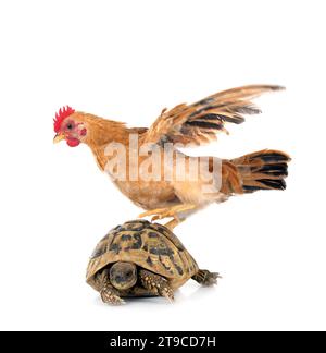 tortue et poulet devant fond blanc Banque D'Images