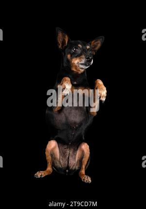 pinscher miniature devant fond noir Banque D'Images