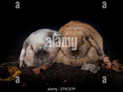 Lop lapin devant fond blanc Banque D'Images