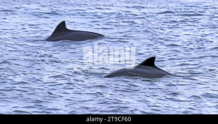 Deux marsouins communs (Phocoena phocoena) montrant leur nageoire dorsale triangulaire tout en faisant surface le long de la côte de la mer du Nord Banque D'Images