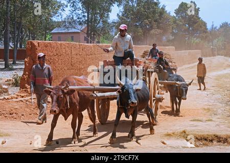 Enfants malgaches transportant des briques sur des charrettes tirées par des zébus dans la région de Vakinankaratra, hauts plateaux centraux, Madagascar, Afrique Banque D'Images