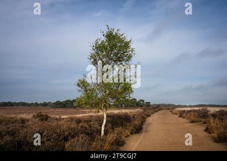 Le paysage vaste et tranquille, les landes du Ballooërveld dans la province de Drenthe. C'est une zone de randonnée populaire. Banque D'Images