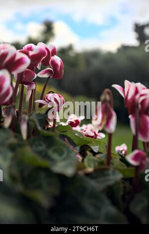 Cyclamens en fleurs dans un vase vu de près Banque D'Images