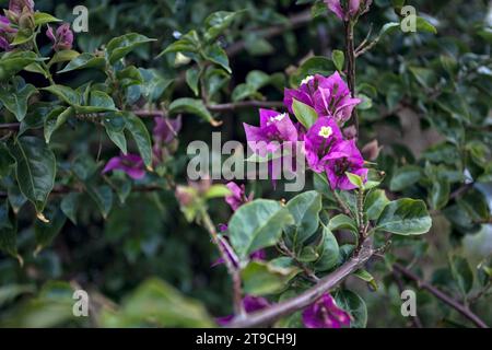 Bougainvilliers en fleurs vus de près Banque D'Images