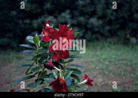 Dipladenia en fleur vue de près Banque D'Images