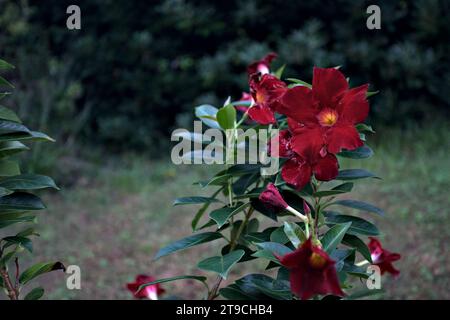 Dipladenia en fleur vue de près Banque D'Images