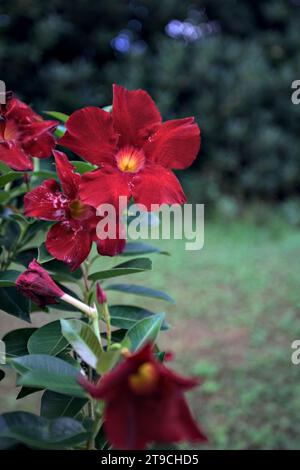 Dipladenia en fleur vue de près Banque D'Images