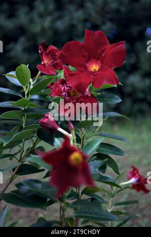 Dipladenia en fleur vue de près Banque D'Images