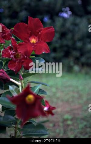 Dipladenia en fleur vue de près Banque D'Images