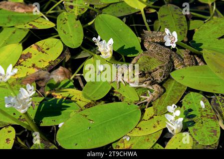 une grenouille dans un bassin posée sur des aponogeton - une grenouille dans un étang sur aponogeton Banque D'Images