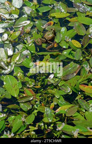 une grenouille dans un bassin posée sur des aponogeton - une grenouille dans un étang sur aponogeton Banque D'Images