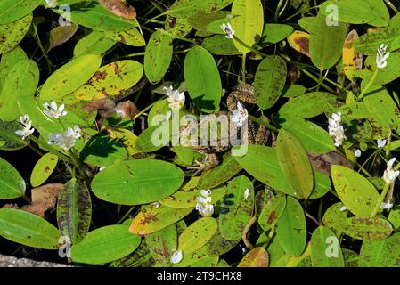 une grenouille dans un bassin posée sur des aponogeton - une grenouille dans un étang sur aponogeton Banque D'Images