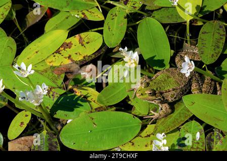 une grenouille dans un bassin posée sur des aponogeton - une grenouille dans un étang sur aponogeton Banque D'Images