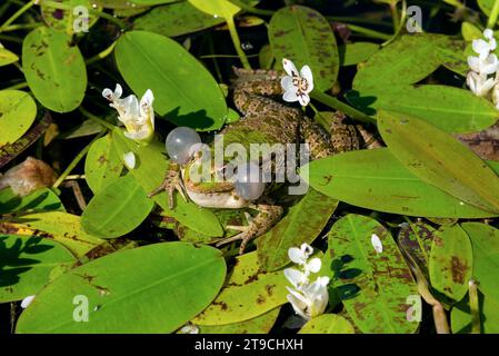 une grenouille dans un bassin posée sur des aponogeton - une grenouille dans un étang sur aponogeton Banque D'Images