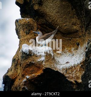 Se faire chier d'une grande hauteur. Un booby aux pieds bleus se décharge sur un crabe Sally Lightfoot sans méfiance sur un rocher de pinacle sur l'île Bartolomé, un de E. Banque D'Images