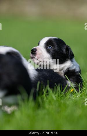 Littter de chiots Border Collie âgés de 5 semaines jouant dans un champ de fermiers. Cumbria, Royaume-Uni. Banque D'Images