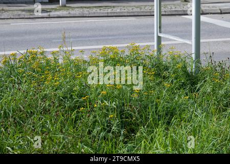 Rainfarn, in einer Stadt, Rain-Farn, Wurmkraut, Tanacetum vulgare, syn. Chrysanthemum vulgare, tansie, tansie commune, boutons amers, vache amère, golden Banque D'Images