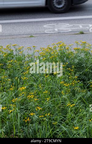 Rainfarn, in einer Stadt, Rain-Farn, Wurmkraut, Tanacetum vulgare, syn. Chrysanthemum vulgare, tansie, tansie commune, boutons amers, vache amère, golden Banque D'Images