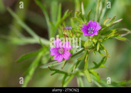 Schlitzblättriger Storchschnabel, Geranium dissectum, Geranium laxum, Cut-Leaved Crane's-bill, le Géranium à feuilles découpées, le Géranium découpé Banque D'Images