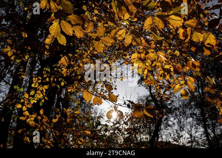 En fin d'après-midi, la lumière du soleil automnale illumine une forêt du Worcestershire ajoutant une lueur dorée aux dernières feuilles des arbres. Banque D'Images