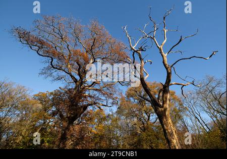 En fin d'après-midi, la lumière du soleil automnale illumine une forêt du Worcestershire ajoutant une lueur dorée aux dernières feuilles des arbres. Banque D'Images